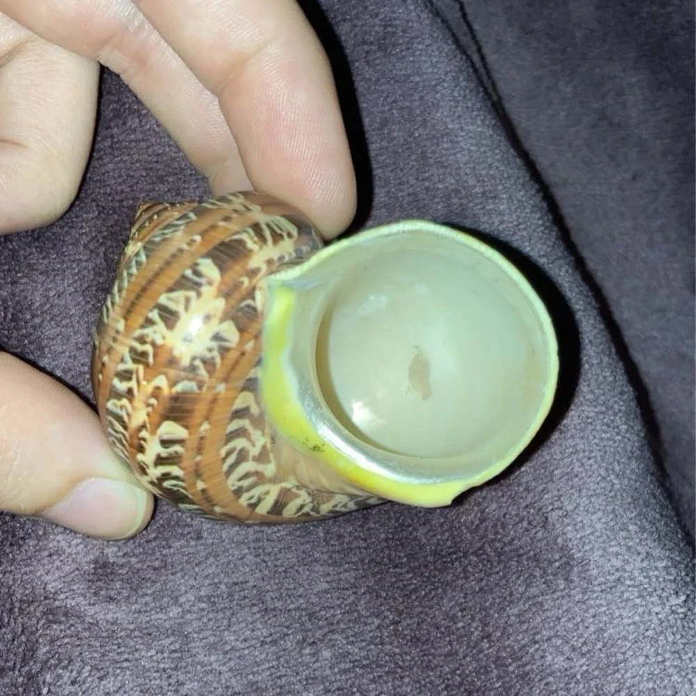 Sea shell